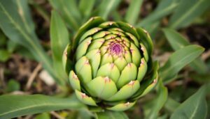 Jak plaster chroni wątrobę i serce. W Polsce rzadko trafia na talerze